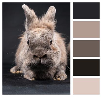 Lionhead Rabbit Rabbit Bunny Image